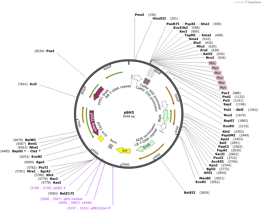 254172-plasmid-map-sequence-id-508985