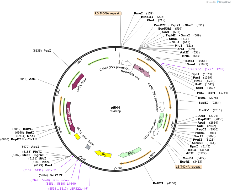 254173-plasmid-map-sequence-id-508987