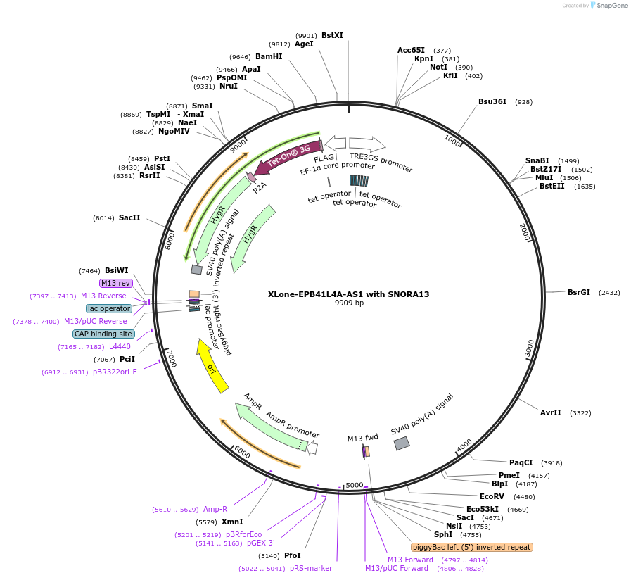 255000-plasmid-map-sequence-id-509017