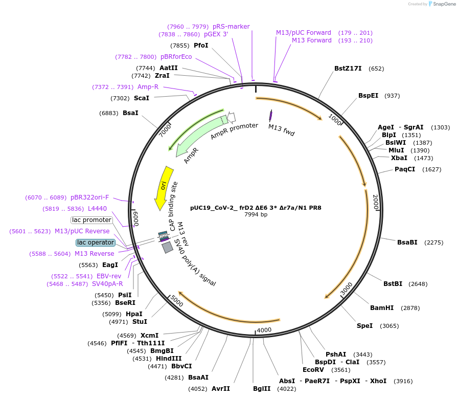 253166-plasmid-map-sequence-id-509018