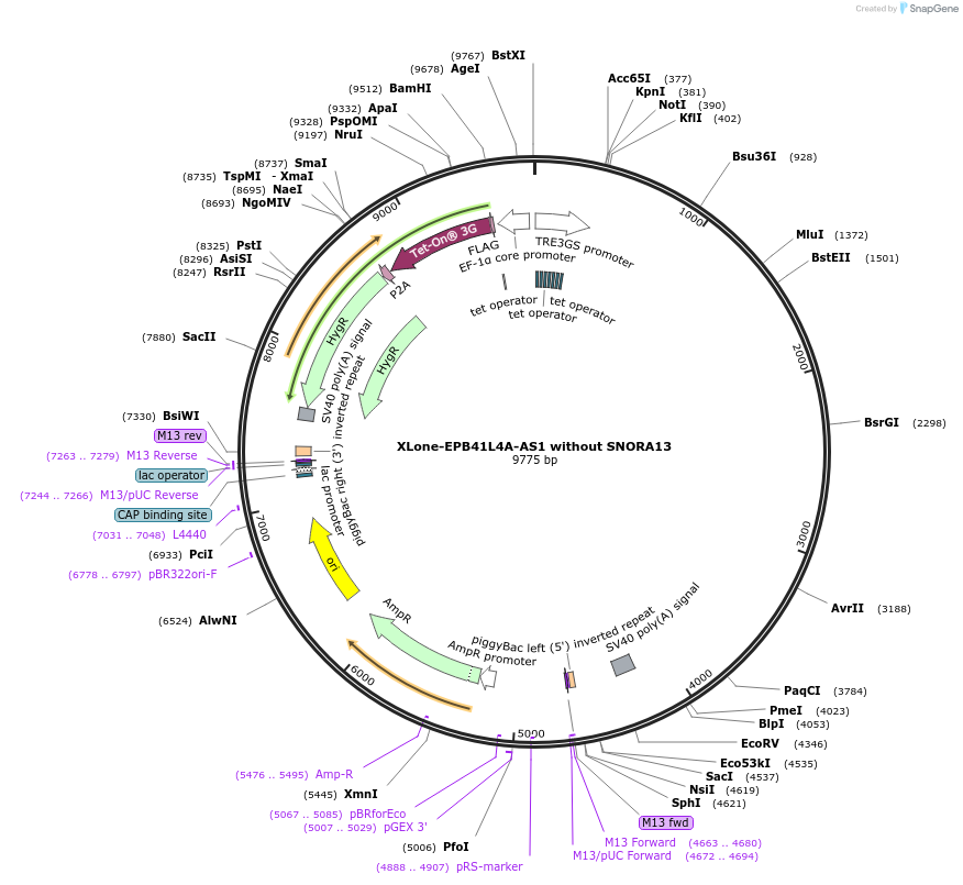 255001-plasmid-map-sequence-id-509019
