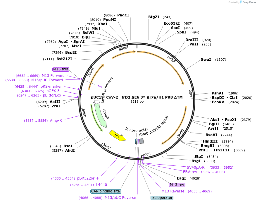 253165-plasmid-map-sequence-id-509020