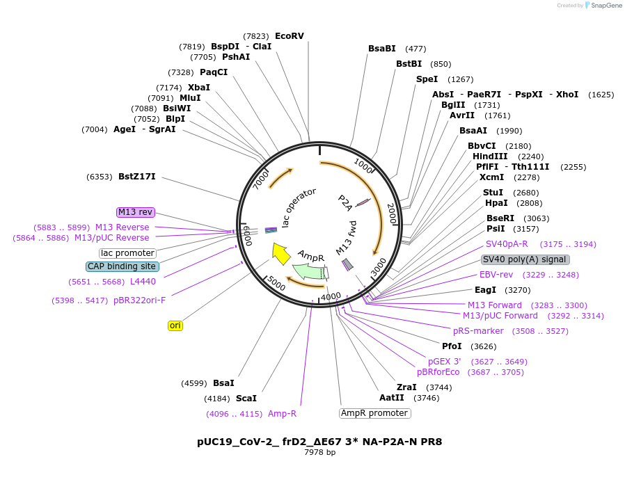 253162-plasmid-map-sequence-id-509022
