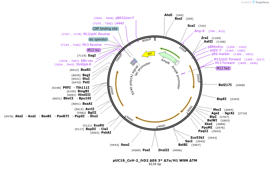 253161-plasmid-map-sequence-id-509023