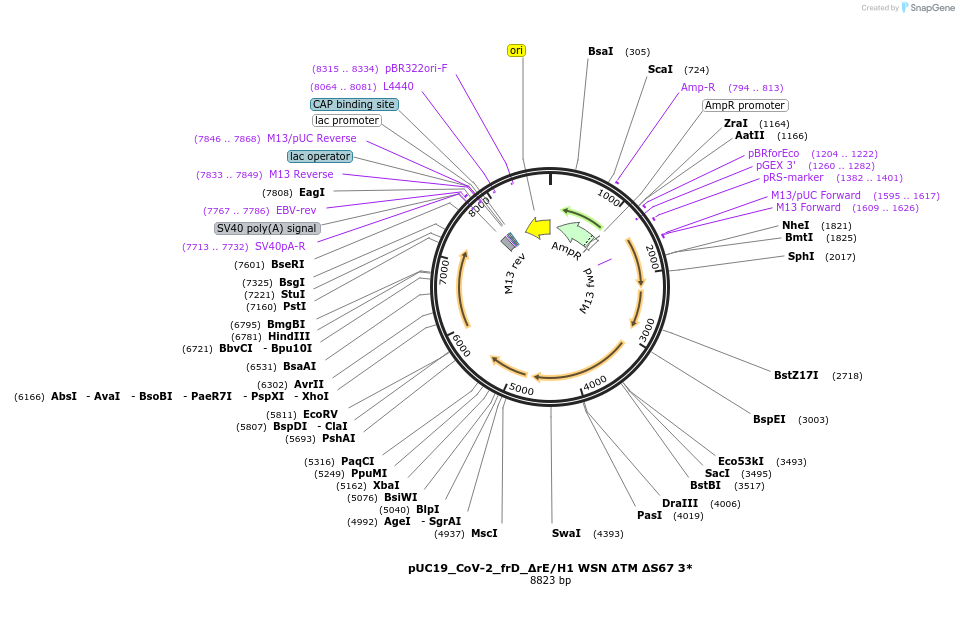253160-plasmid-map-sequence-id-509024
