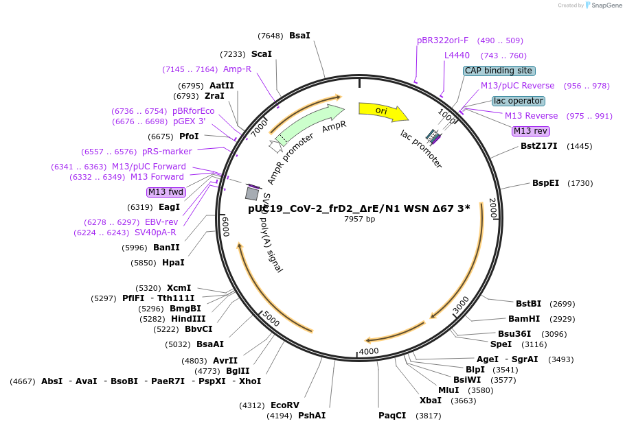 253154-plasmid-map-sequence-id-509026
