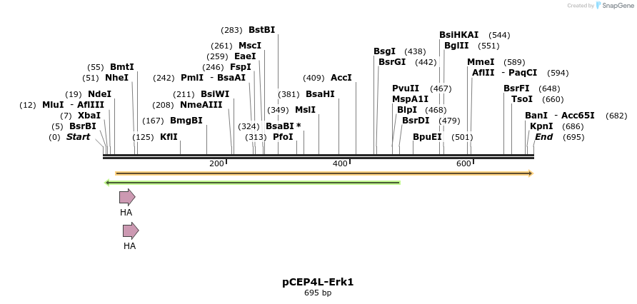 50905_map