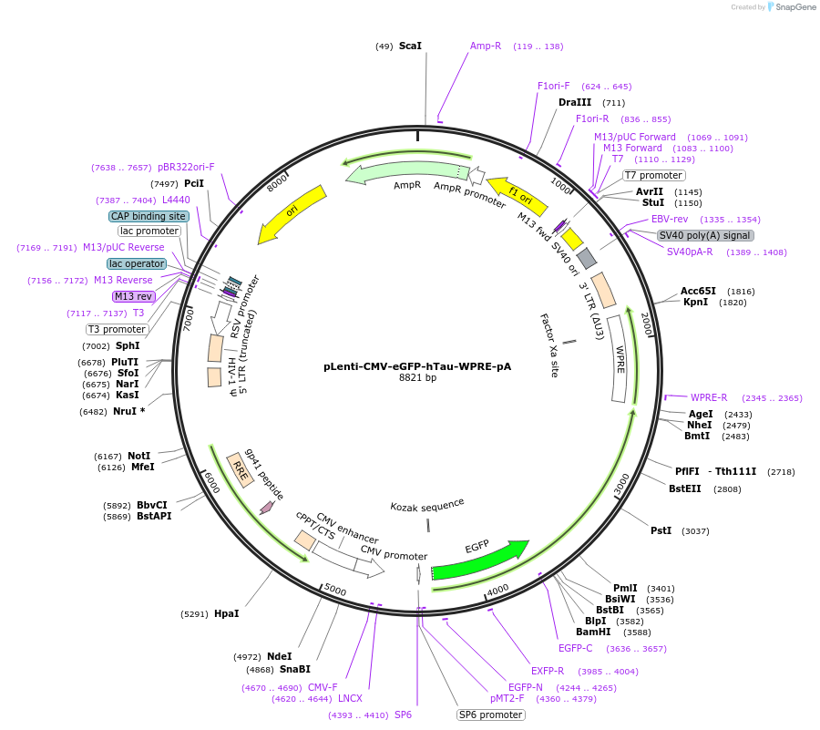 255025-plasmid-map-sequence-id-509366