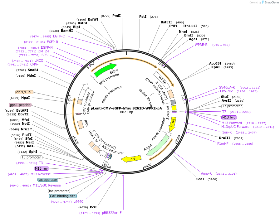 255026-plasmid-map-sequence-id-509367