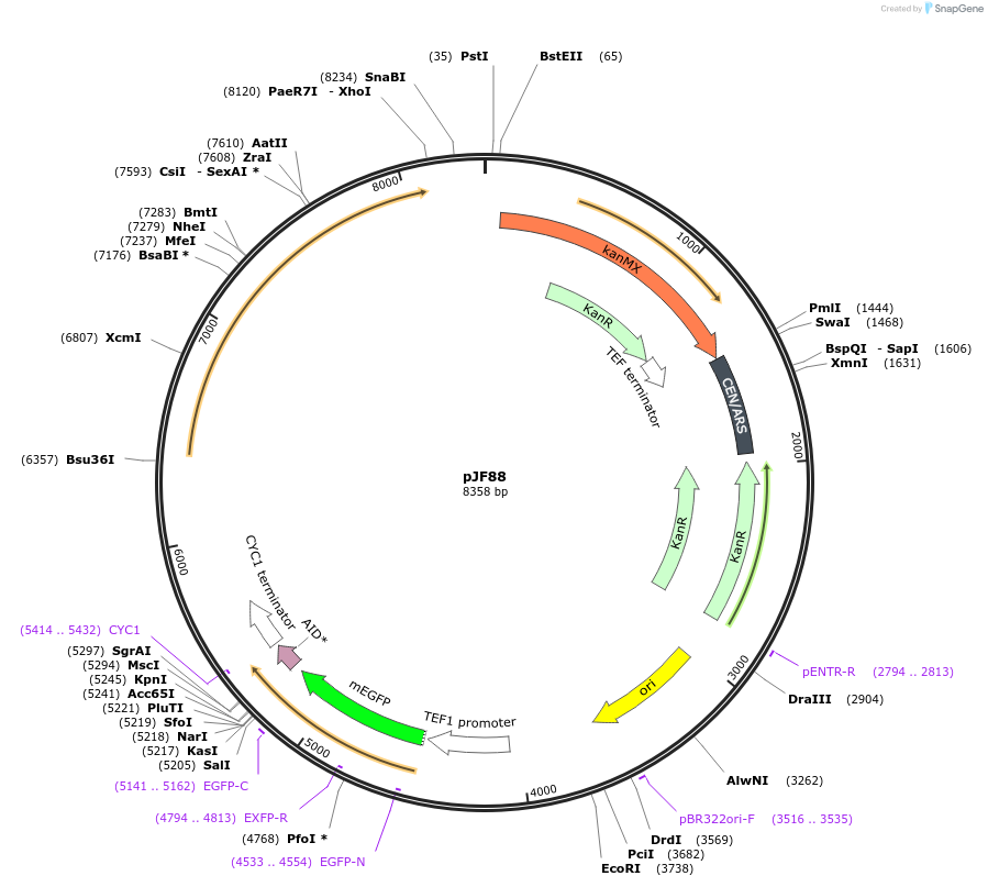 253755-plasmid-map-sequence-id-509369
