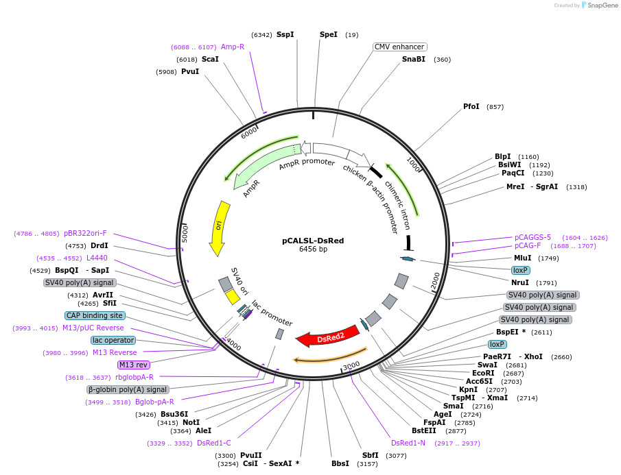 254812-plasmid-map-sequence-id-509377