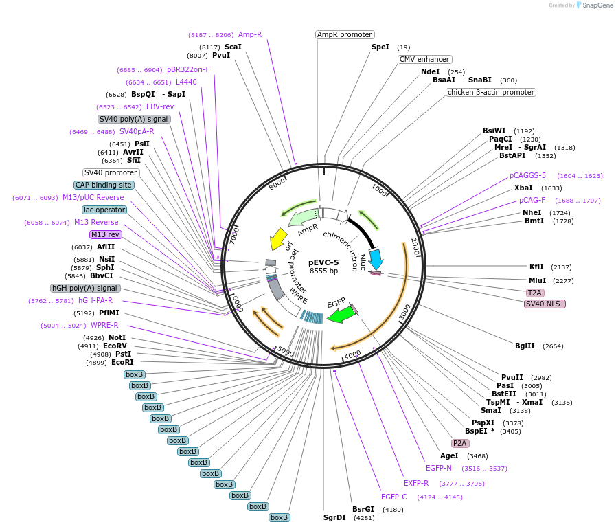254813-plasmid-map-sequence-id-509379