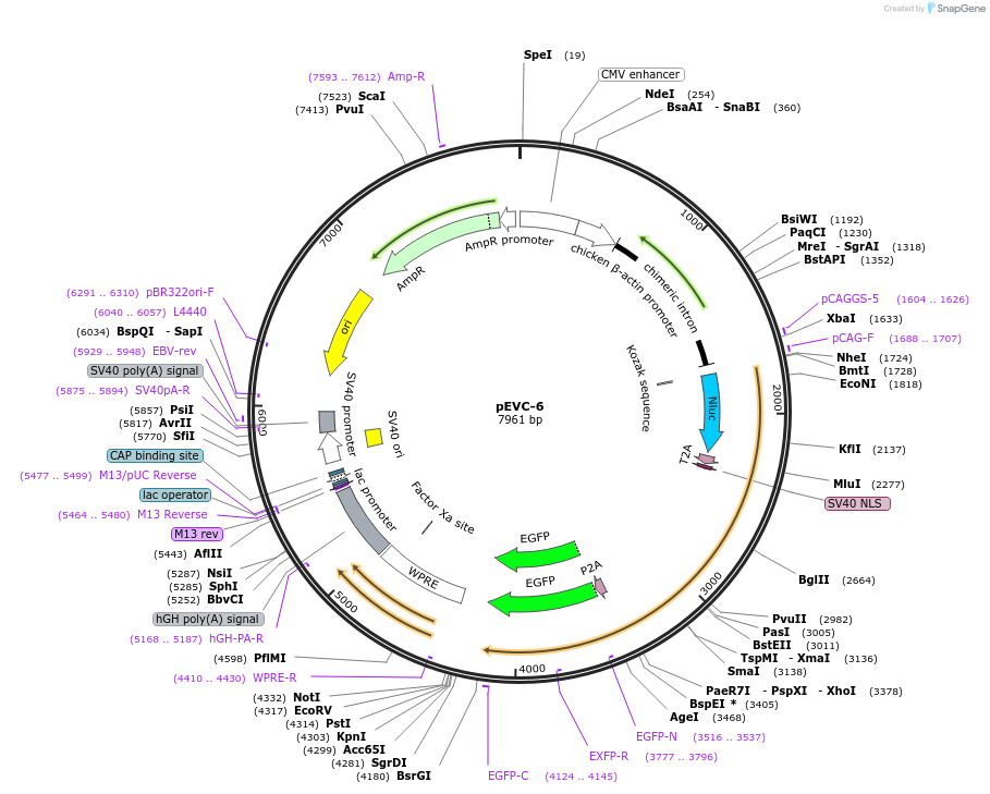 254814-plasmid-map-sequence-id-509380