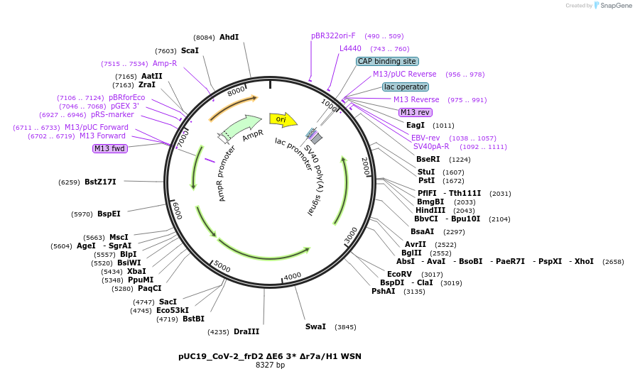 253153-plasmid-map-sequence-id-509397