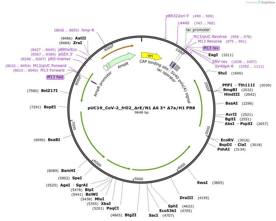 253152-plasmid-map-sequence-id-509399