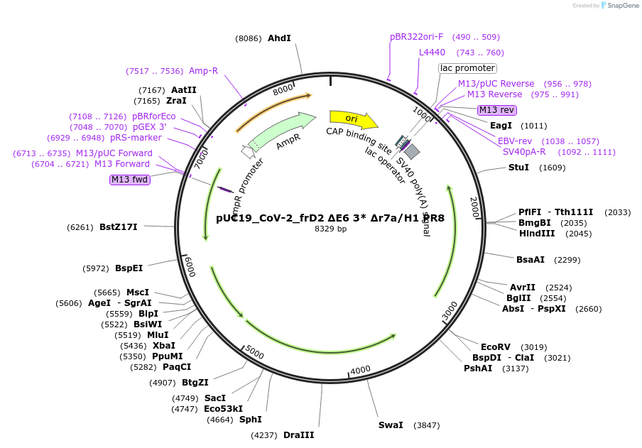 253151-plasmid-map-sequence-id-509400