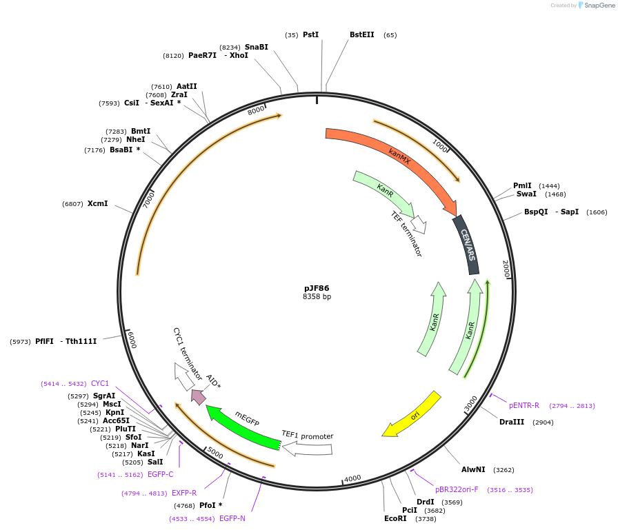 253753-plasmid-map-sequence-id-509401