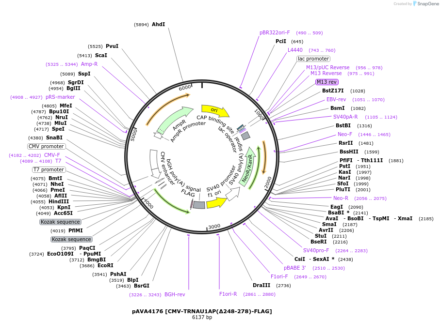 254881-plasmid-map-sequence-id-509403