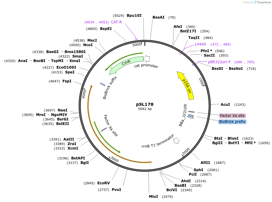 252937-plasmid-map-sequence-id-509417