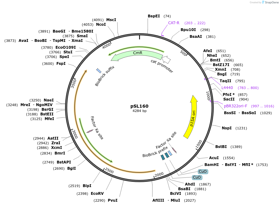 252932-plasmid-map-sequence-id-509418