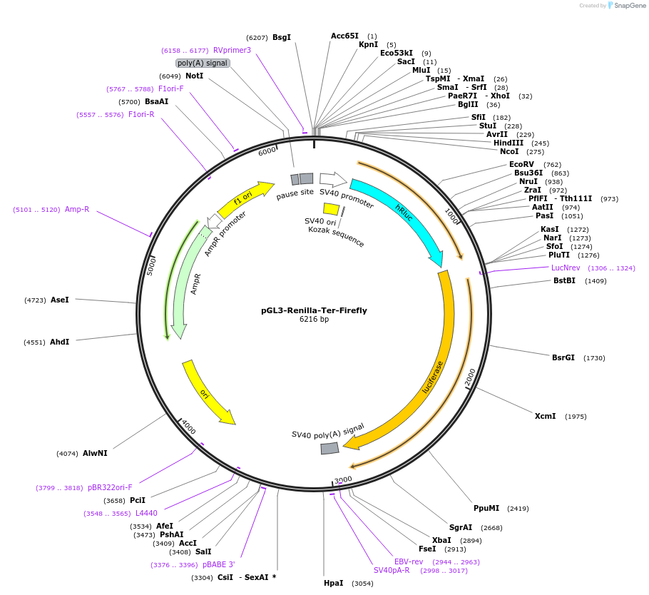 254993-plasmid-map-sequence-id-509420