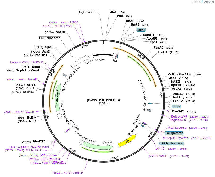 255451-plasmid-map-sequence-id-509425