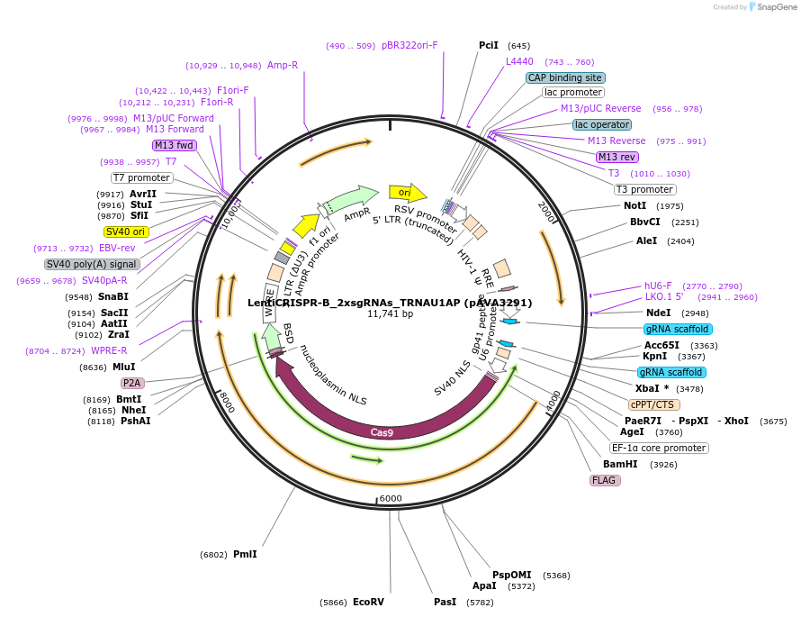 254883-plasmid-map-sequence-id-509428