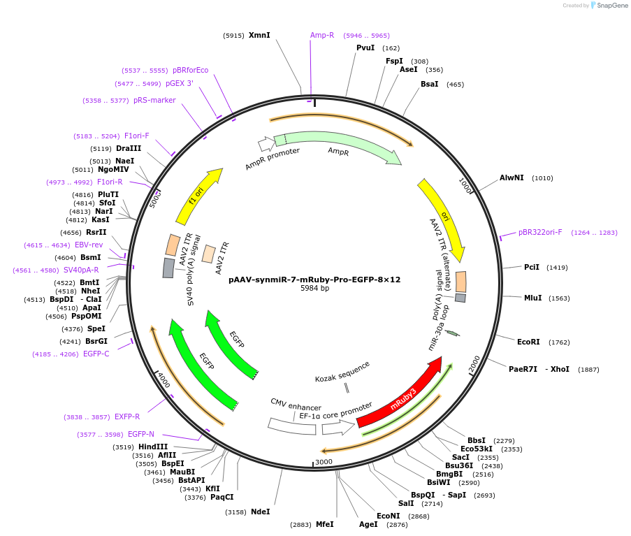 218253-plasmid-map-sequence-id-509430
