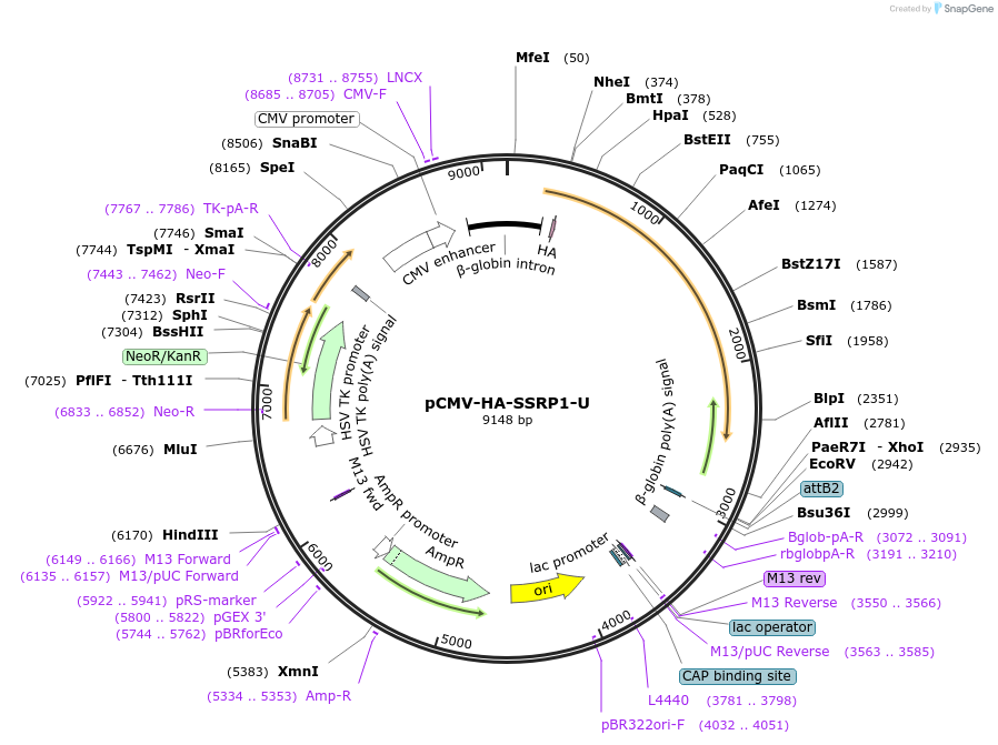 255439-plasmid-map-sequence-id-509431