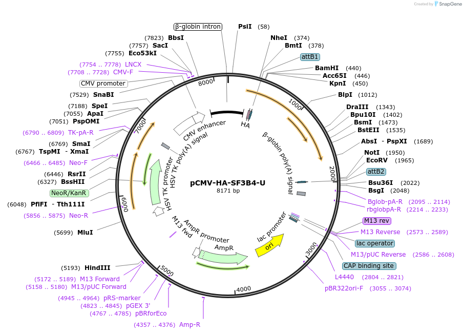 255441-plasmid-map-sequence-id-509432