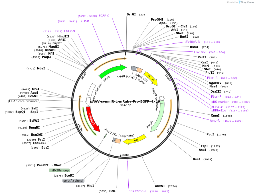 218264-plasmid-map-sequence-id-509434