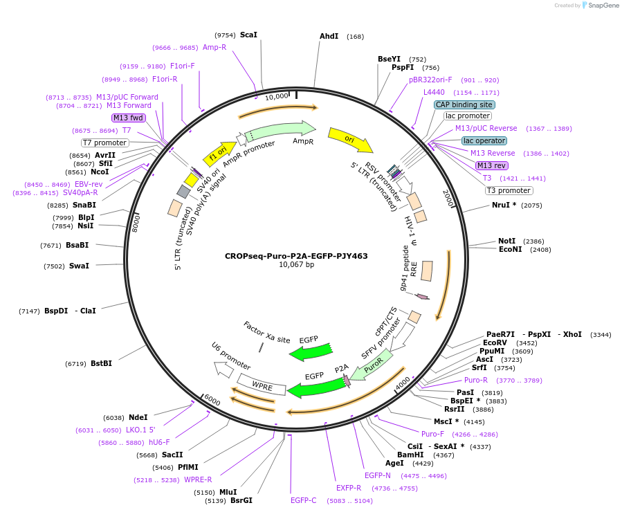 254300-plasmid-map-sequence-id-509436
