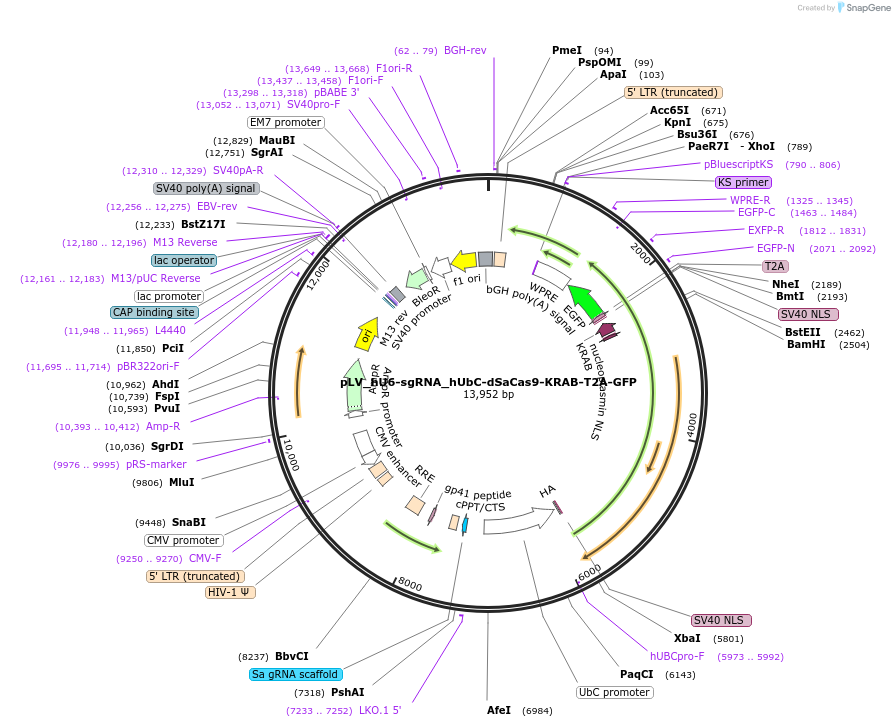 255027-plasmid-map-sequence-id-509438