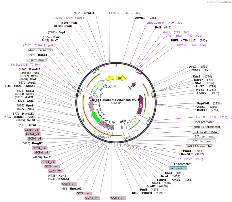 254519-plasmid-map-sequence-id-509444