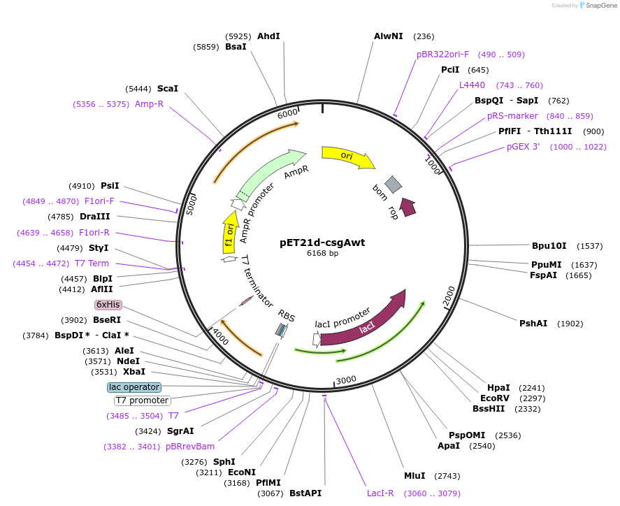254241-plasmid-map-sequence-id-509445