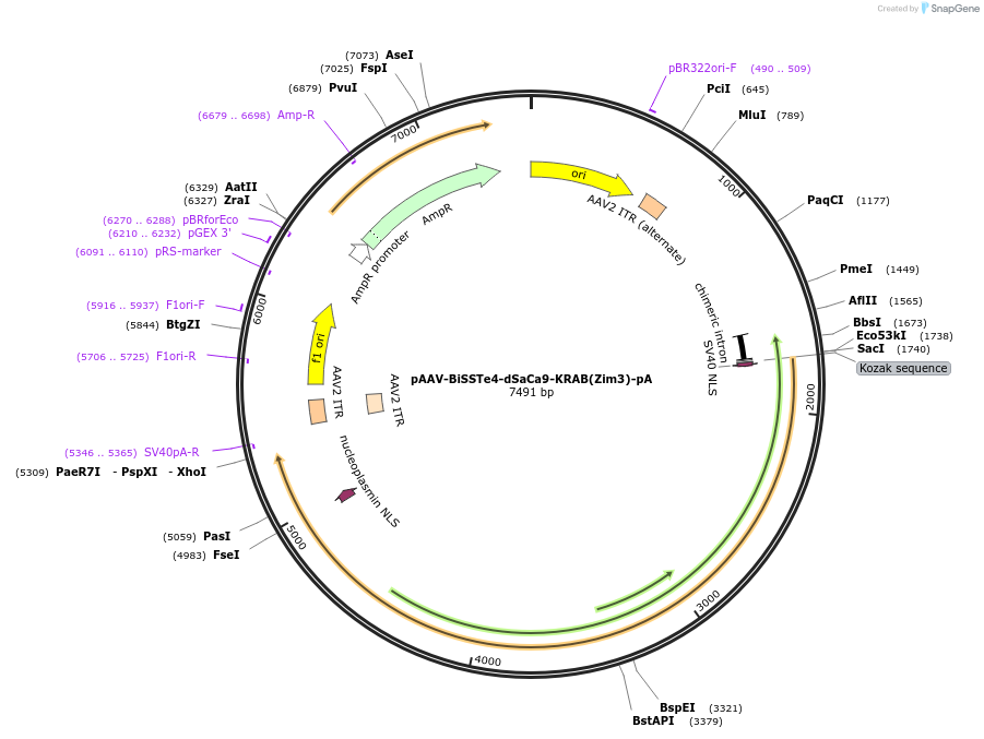 255031-plasmid-map-sequence-id-509446