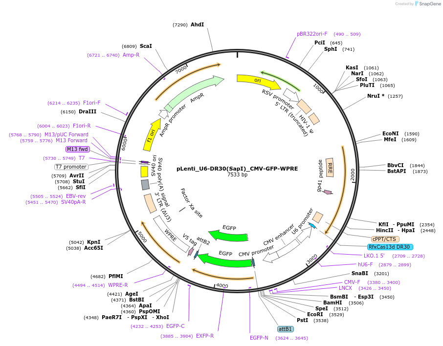 255032-plasmid-map-sequence-id-509447