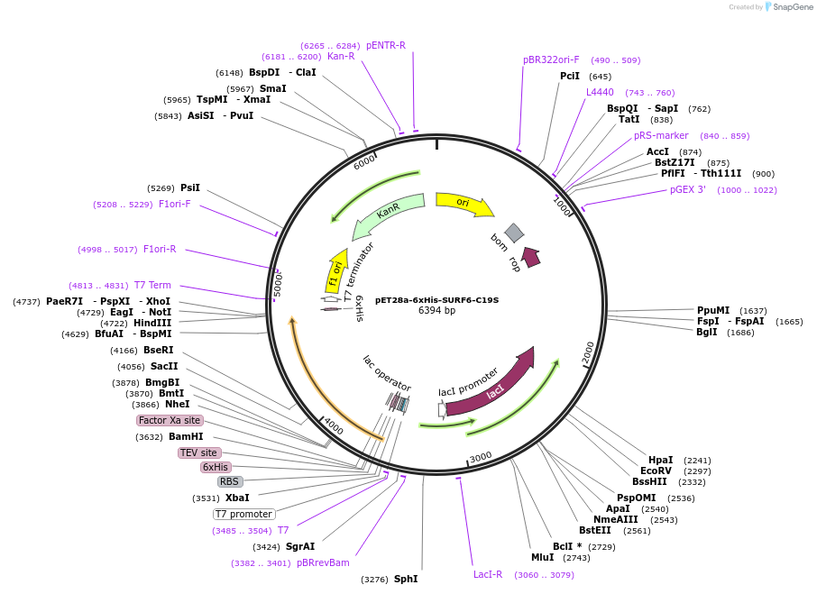 255297-plasmid-map-sequence-id-509450