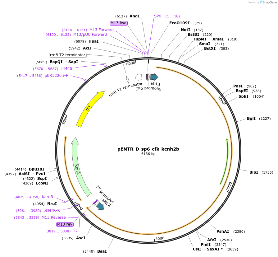 255303-plasmid-map-sequence-id-509451