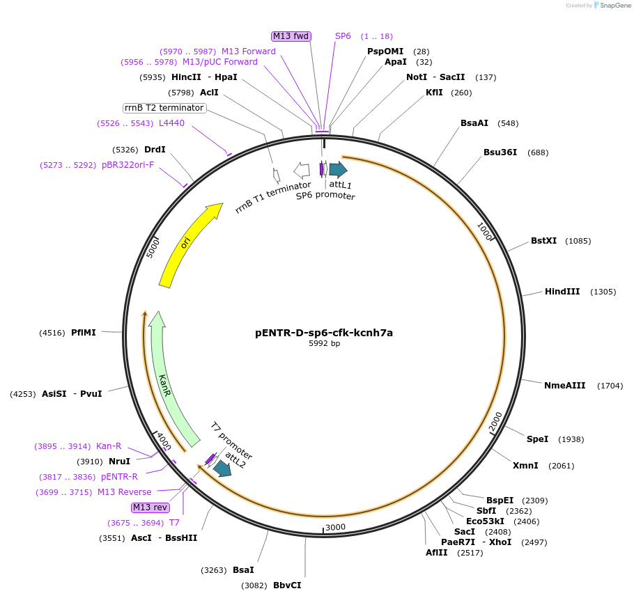 255311-plasmid-map-sequence-id-509452