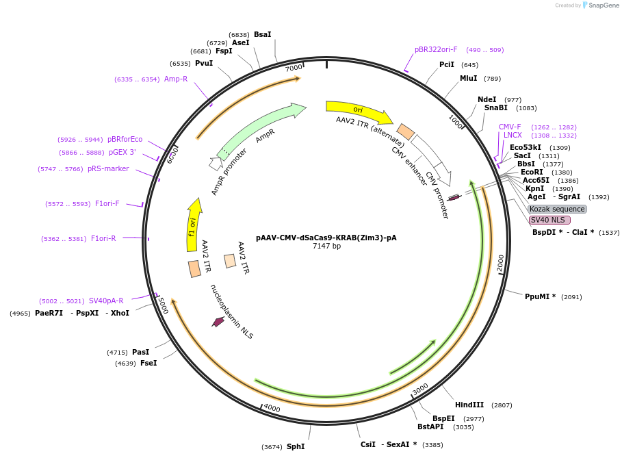 255030-plasmid-map-sequence-id-509455