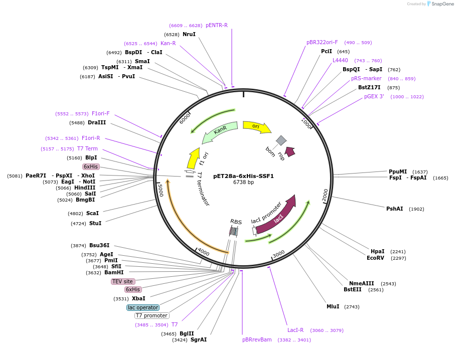 255298-plasmid-map-sequence-id-509456