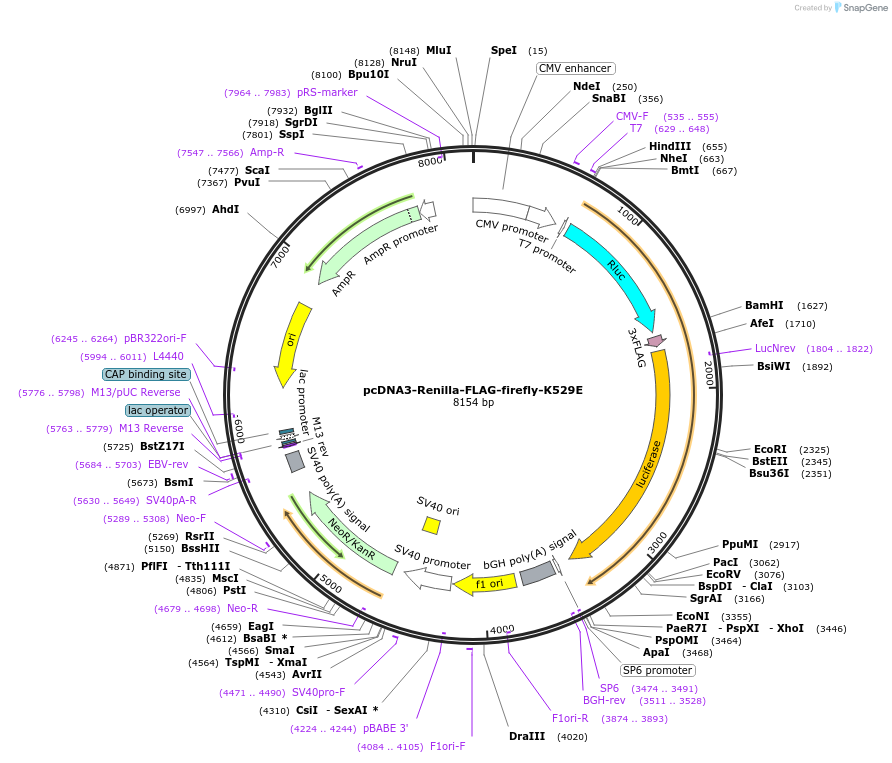 255007-plasmid-map-sequence-id-509460