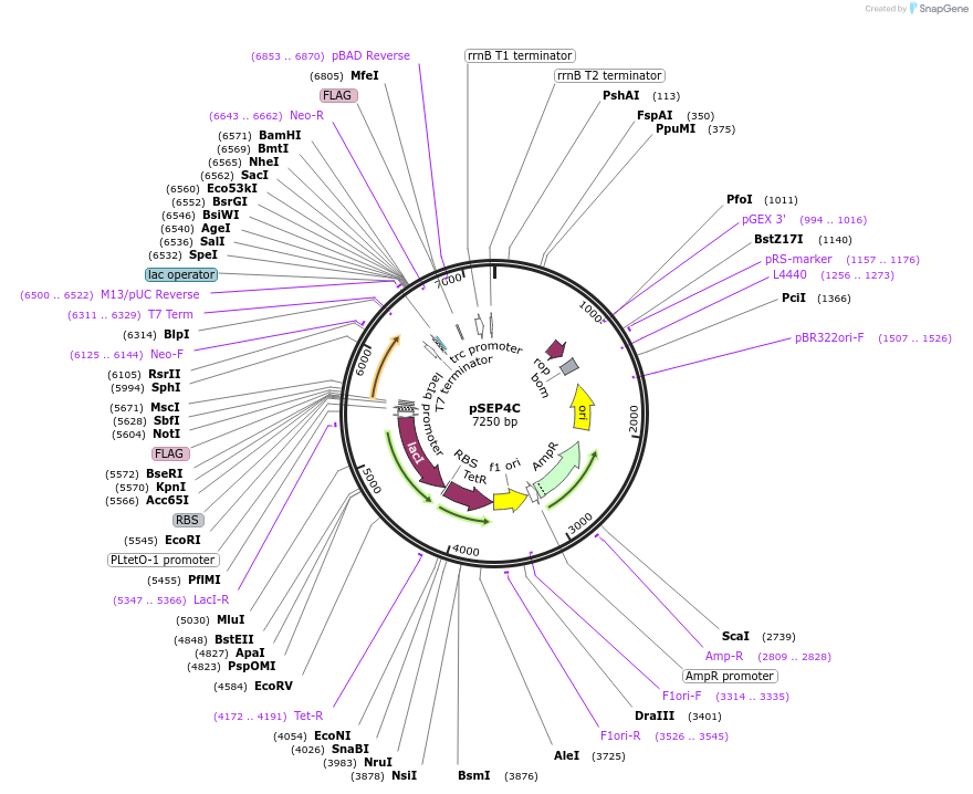 254855-plasmid-map-sequence-id-509461