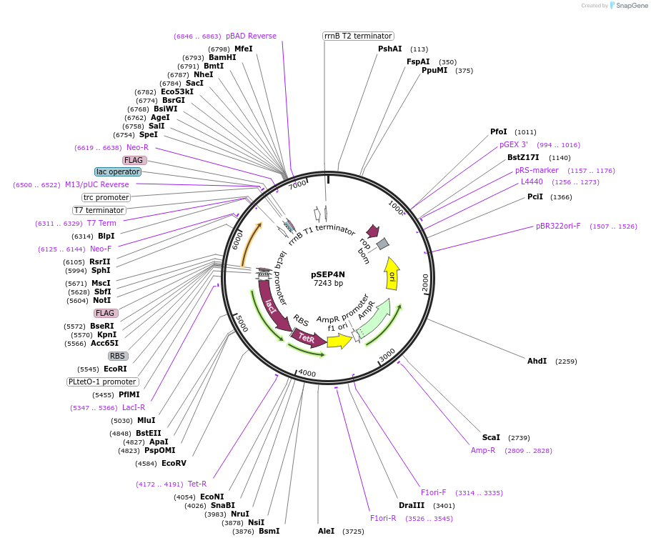 254854-plasmid-map-sequence-id-509464