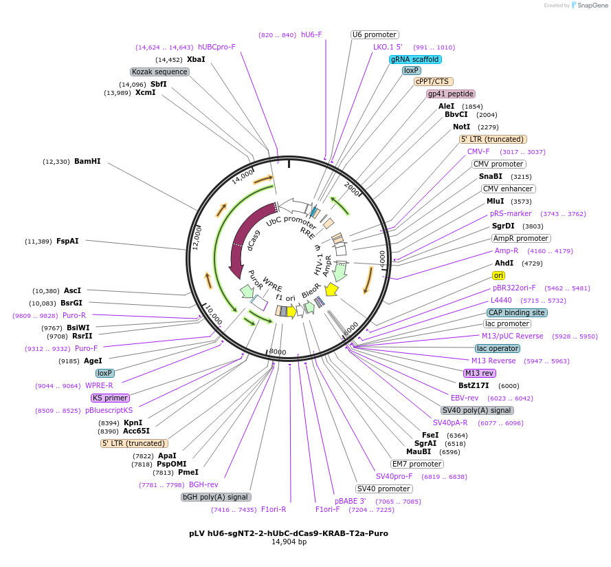 255340-plasmid-map-sequence-id-509465