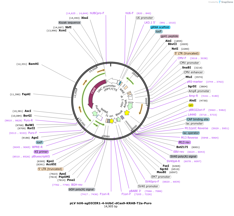 255345-plasmid-map-sequence-id-509466