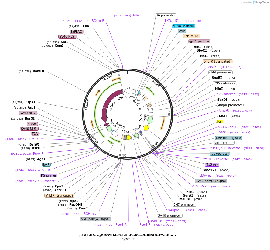255342-plasmid-map-sequence-id-509467