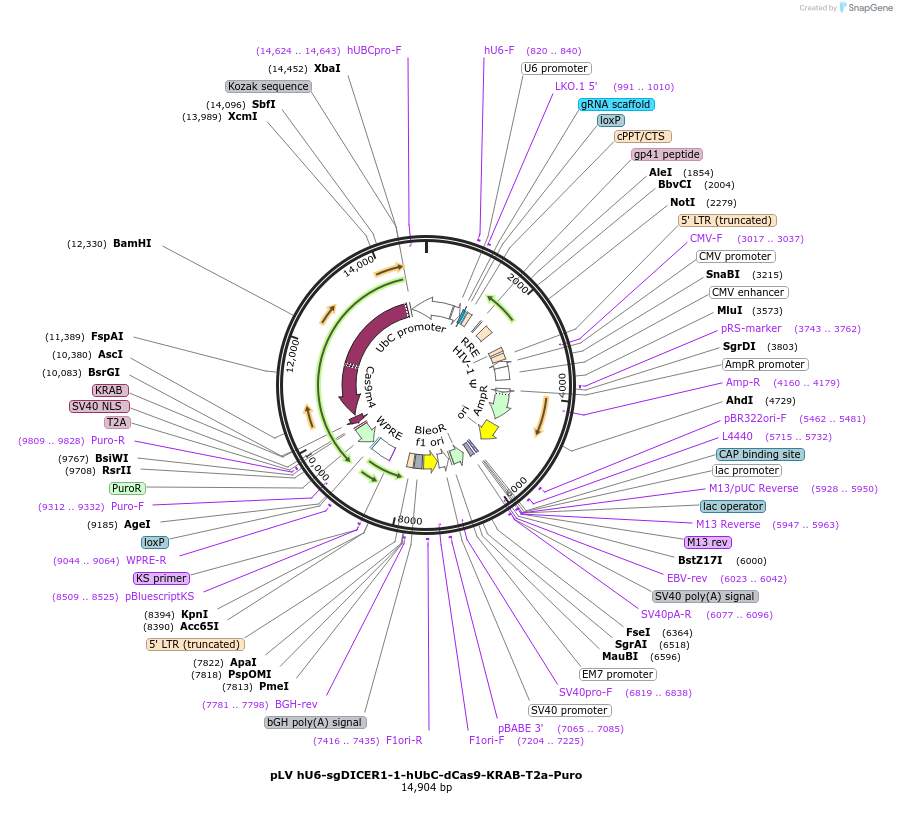 255344-plasmid-map-sequence-id-509469