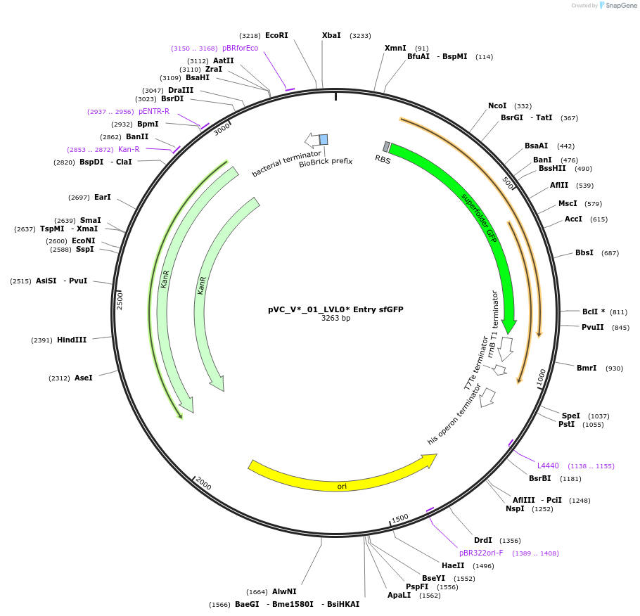 250000-plasmid-map-sequence-id-509470